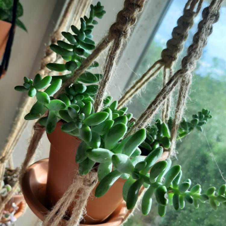 Plant image Sedum Burrito