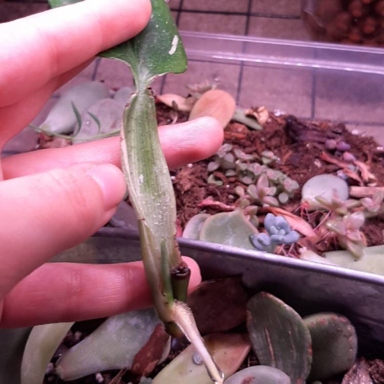 plant image 1231172 plant image 1231172