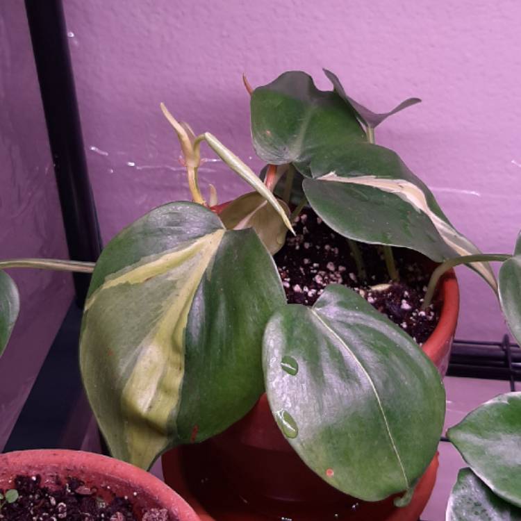 plant image 1231175