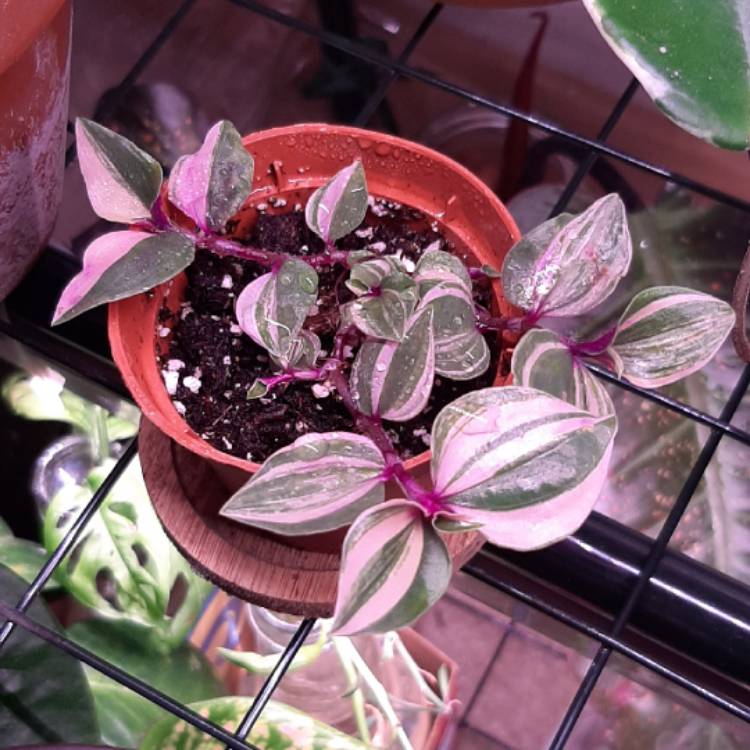 plant image 1231184