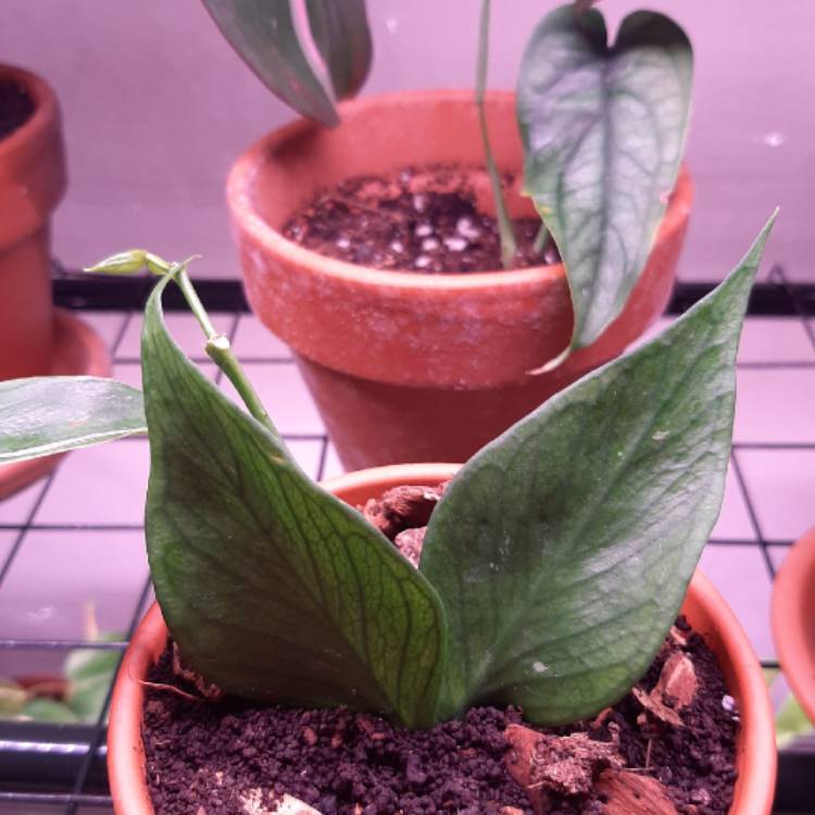 plant image 1232476