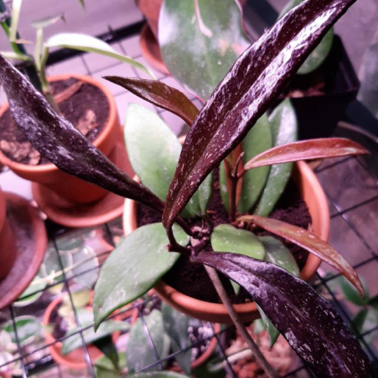 plant image 1233373 plant image 1233373