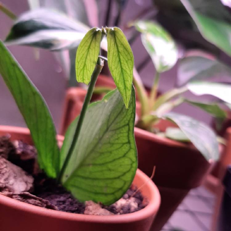 plant image 1233899