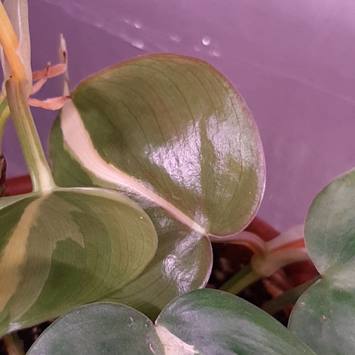 Plant image Philodendron cordatum 'Silver Stripe'