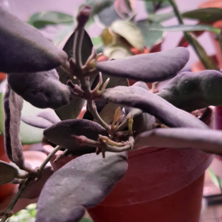 plant image 1234674 plant image 1234674