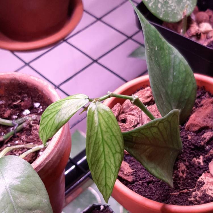 plant image 1236120