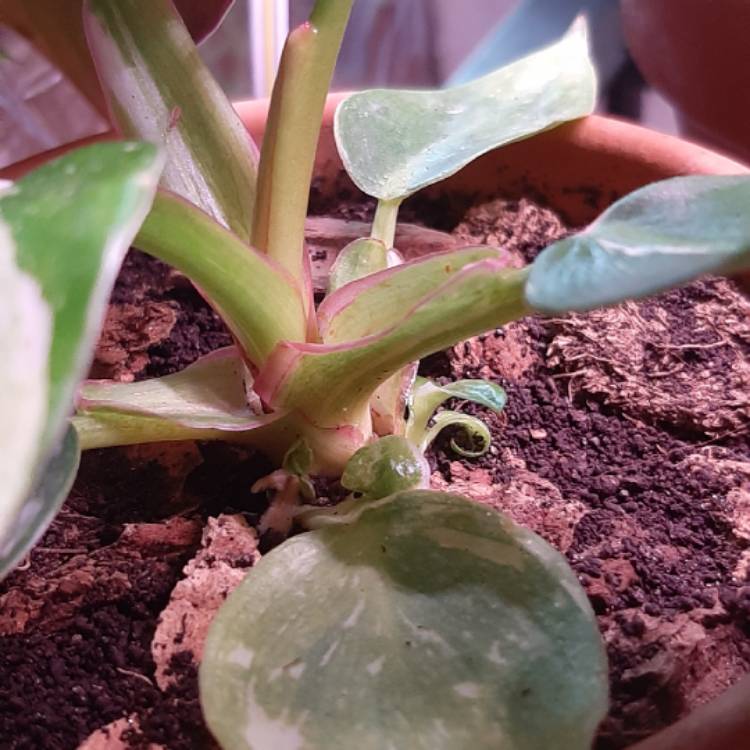 Plant image Philodendron 'White Princess'