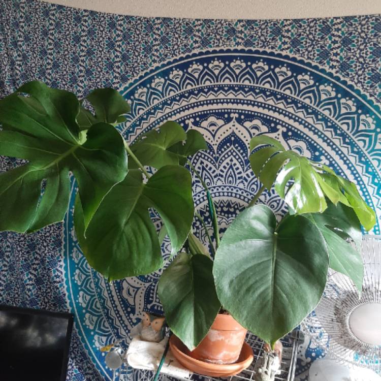 plant image 1237473