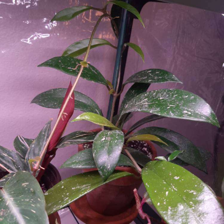 plant image 1238811