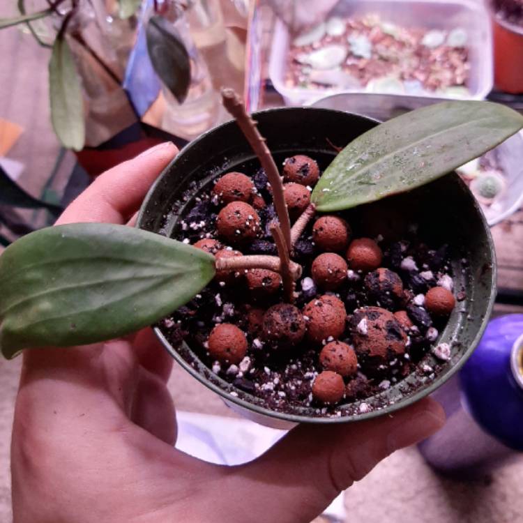 plant image 1240325