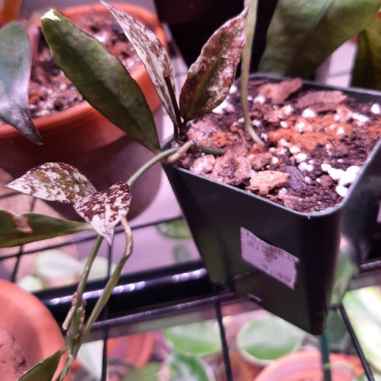 plant image 1247578 plant image 1247578