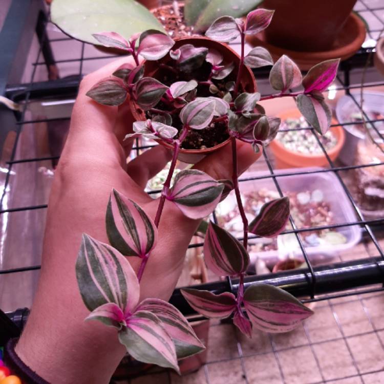 plant image 1248106