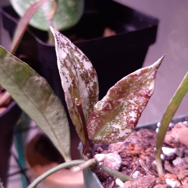 plant image 1249256 plant image 1249256
