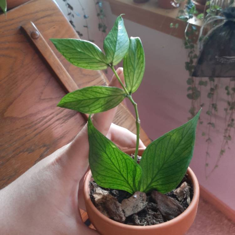plant image 1265197