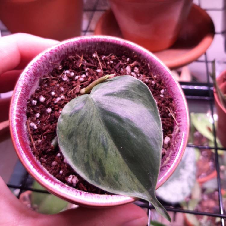 plant image 1269356 plant image 1269356