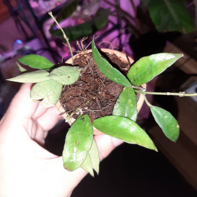 Plant image Hoya lacunosa var. lacunosa