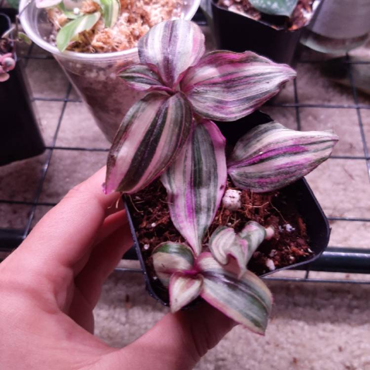 Plant image Tradescantia zebrina 'Quadricolor'