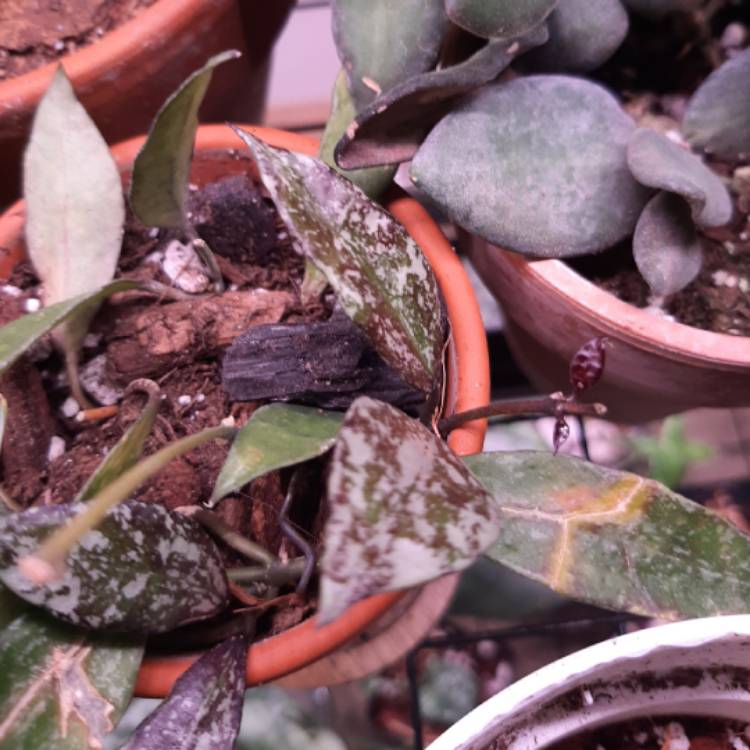 plant image 1274964 plant image 1274964