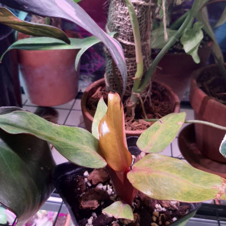 plant image 1274965 plant image 1274965