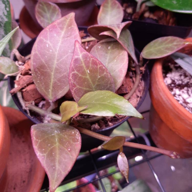 plant image 1276629 plant image 1276629