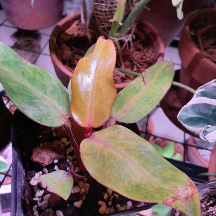 plant image 1276630 plant image 1276630