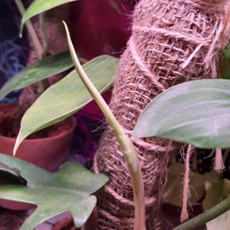 plant image 1276631 plant image 1276631