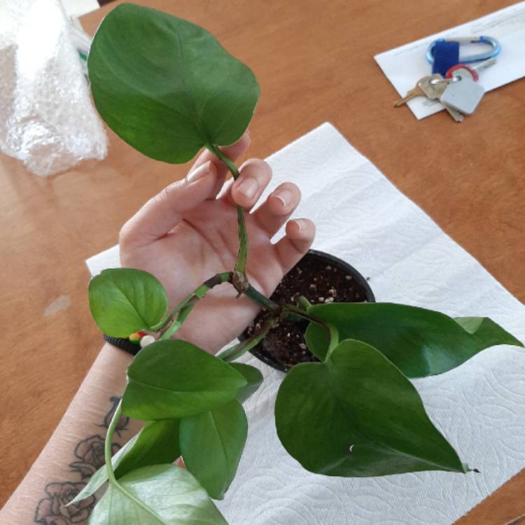 Plant image Epipremnum aureum 'Jessenia'