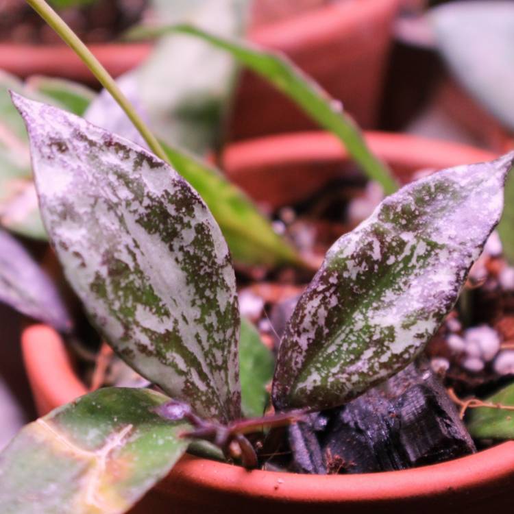 plant image 1279921 plant image 1279921