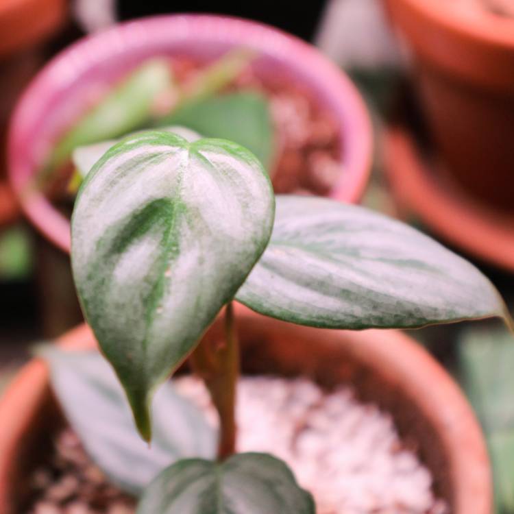 plant image 1279924 plant image 1279924