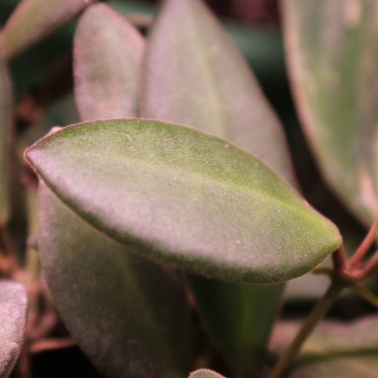 plant image 1279938 plant image 1279938