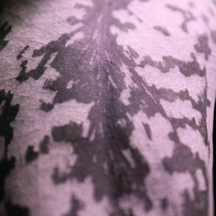 plant image 1279940