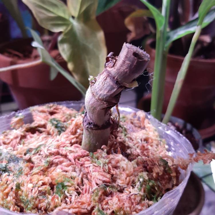 plant image 1286354