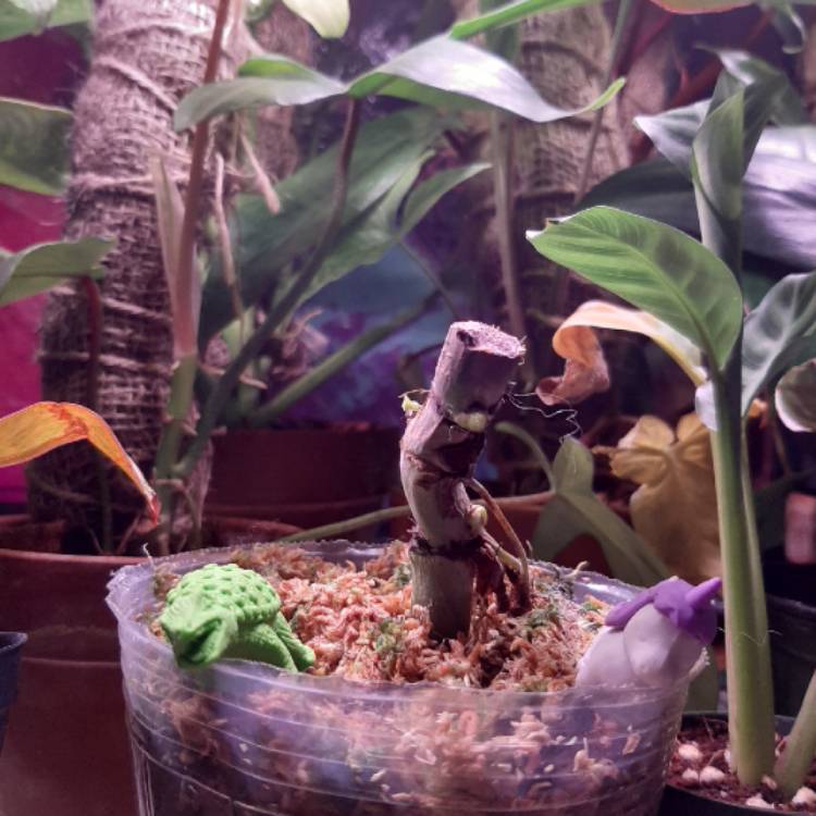 plant image 1288682