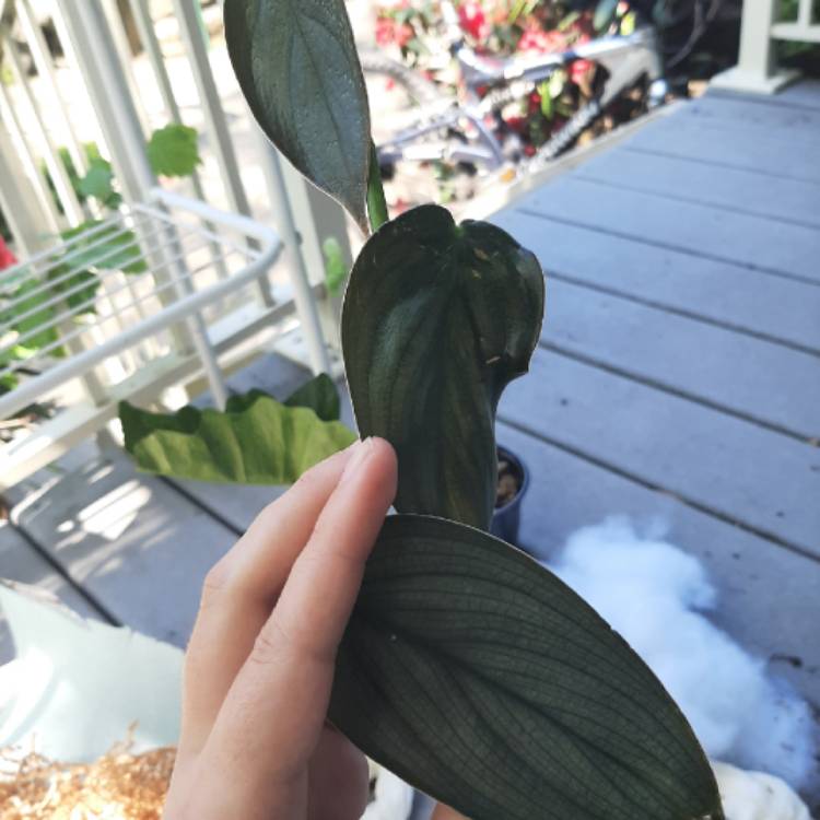 plant image 1291486