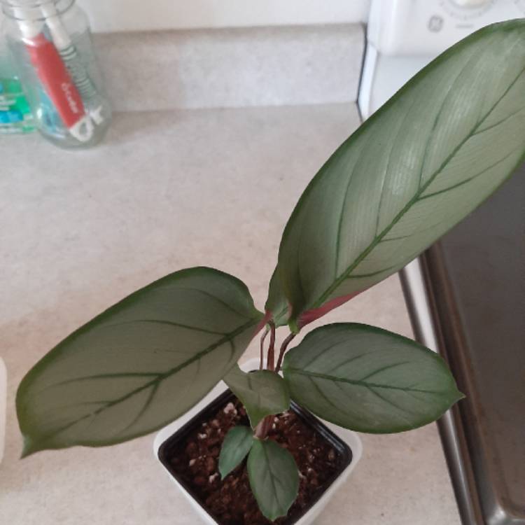 Plant image Ctenanthe setosa 'Grey Star'