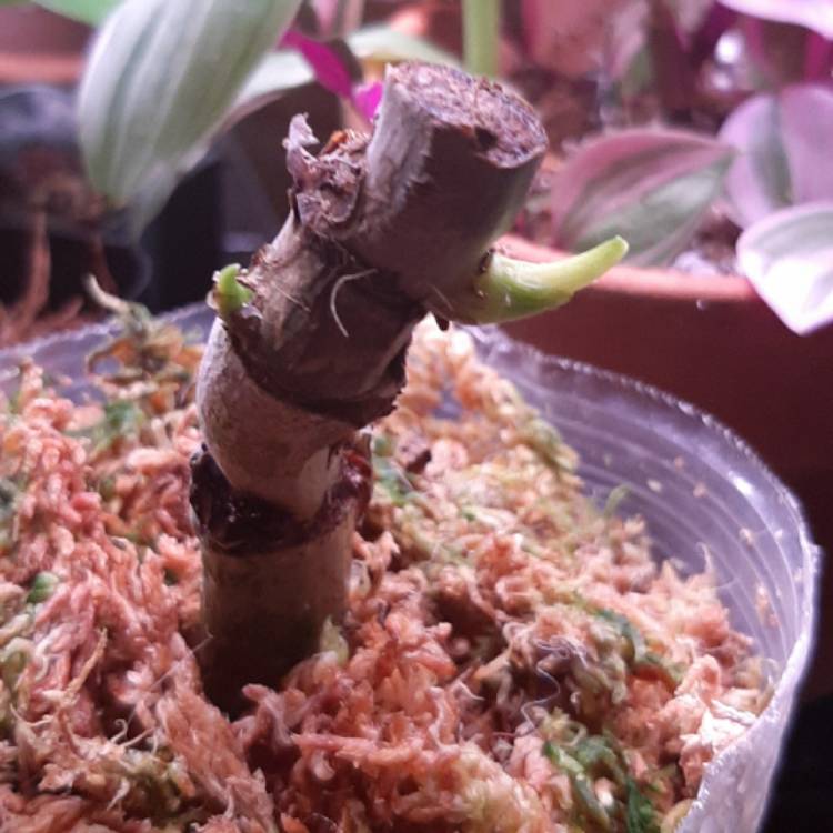 plant image 1295328