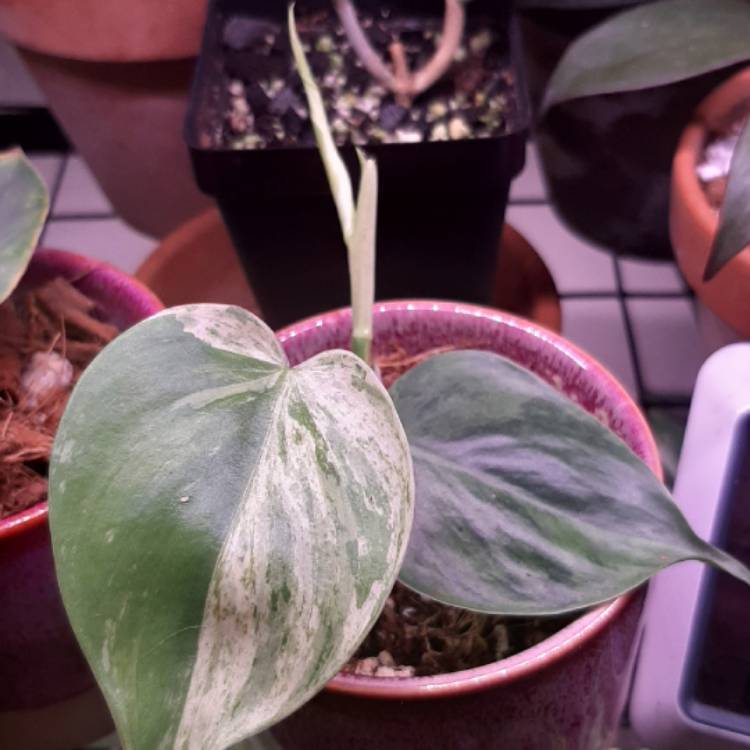 Plant image Philodendron Hederaceum Variegata
