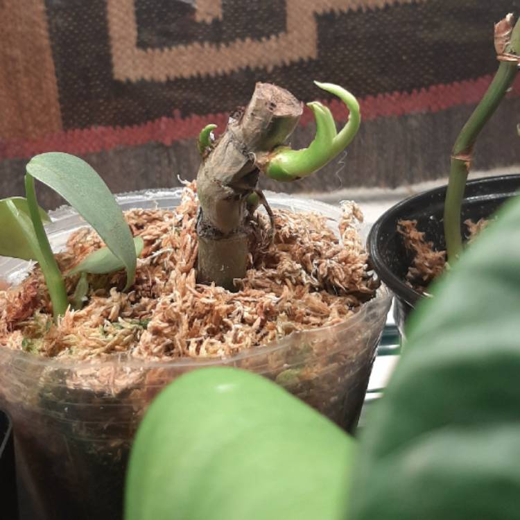plant image 1305135