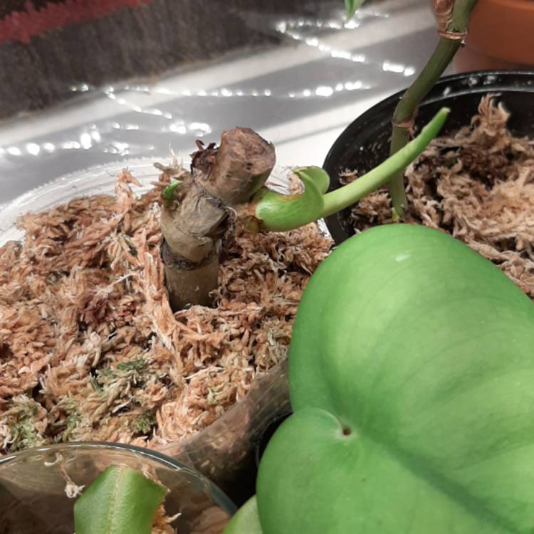 plant image 1310701