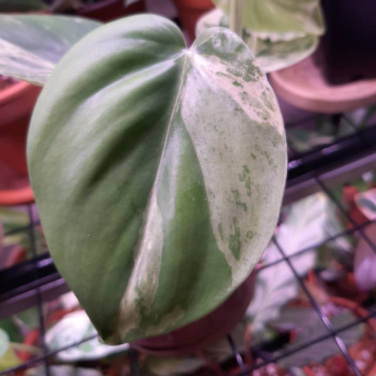 plant image 1323684 plant image 1323684