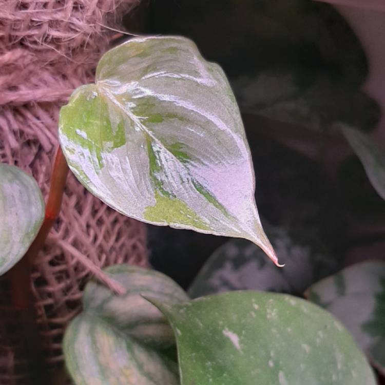 plant image 1323685 plant image 1323685