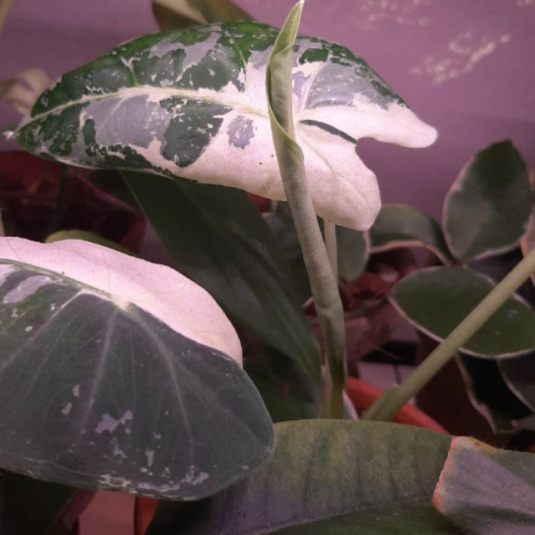 plant image 1329496 plant image 1329496