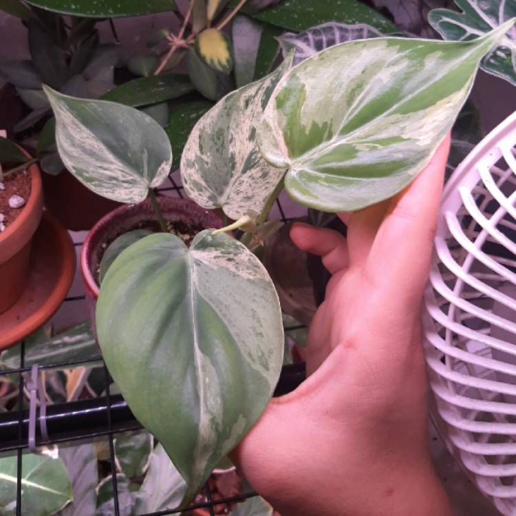 Plant image Philodendron Hederaceum Variegata