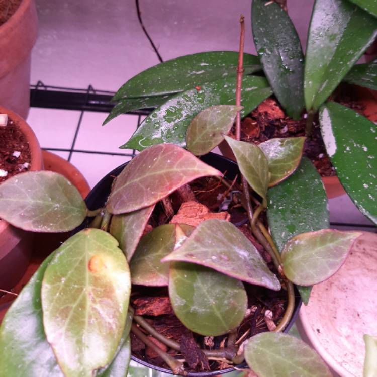 plant image 1332755 plant image 1332755