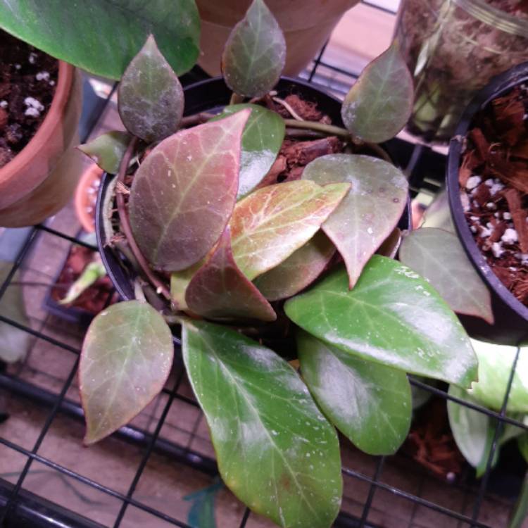 plant image 1339711 plant image 1339711