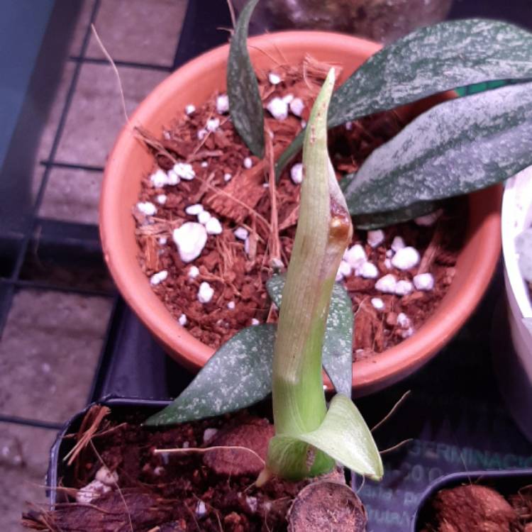 plant image 1340051