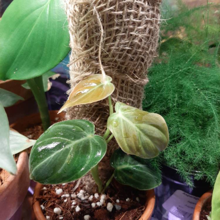 plant image 1340872