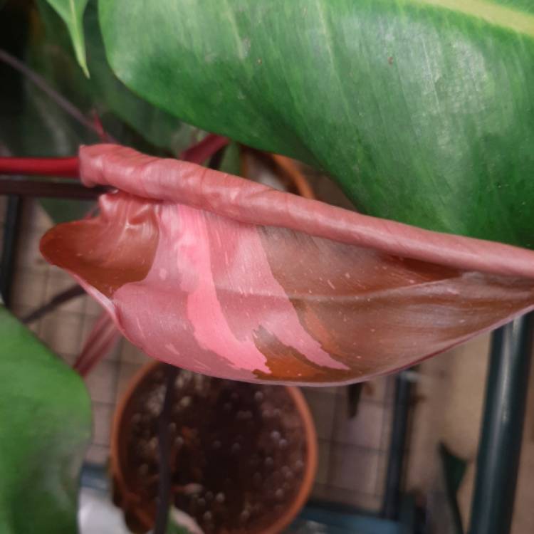 plant image 1343862 plant image 1343862