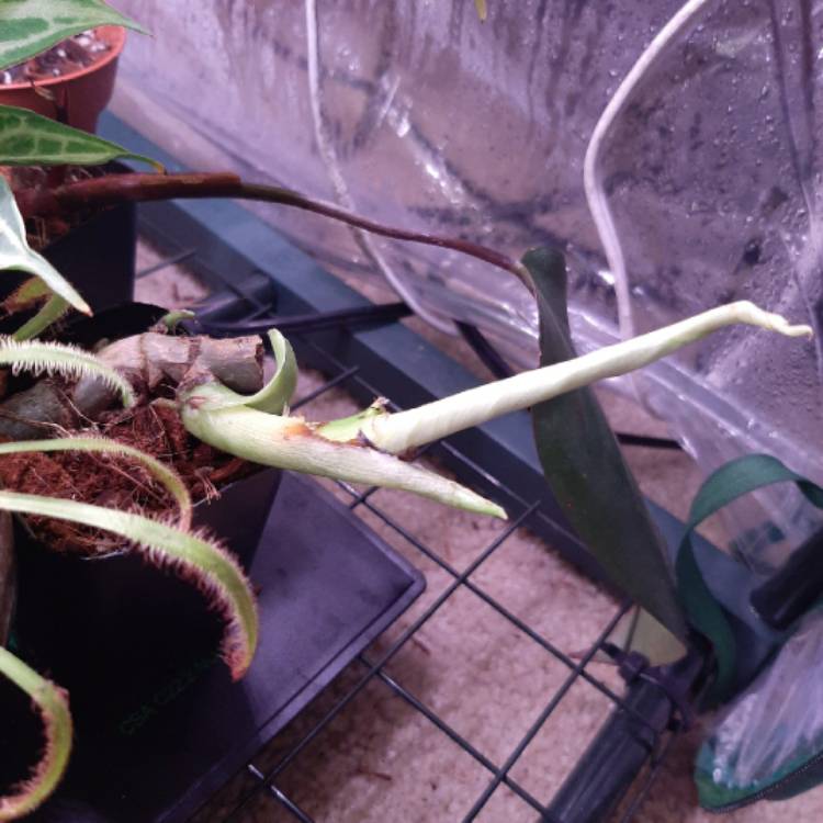 plant image 1346734