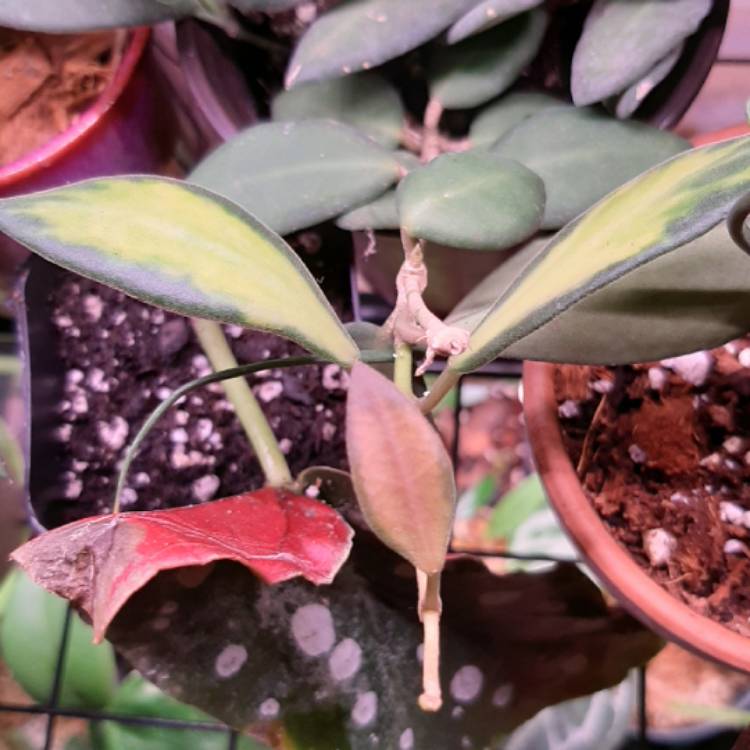 plant image 1346736 plant image 1346736